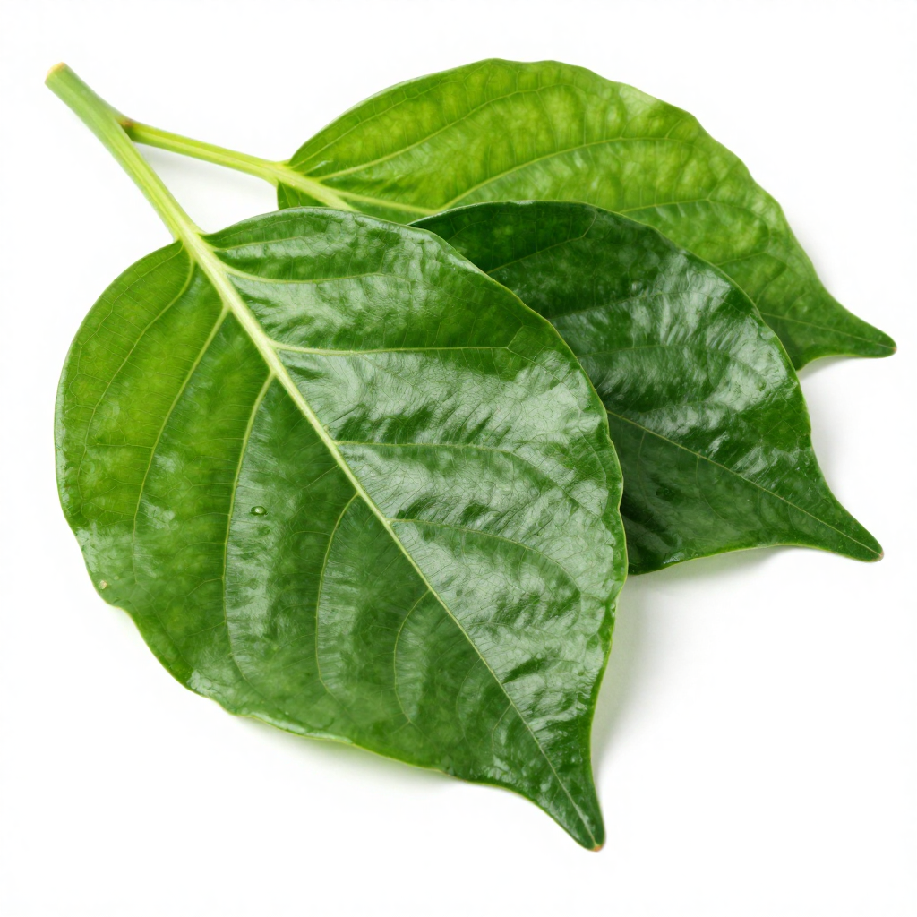 Betel Leaf