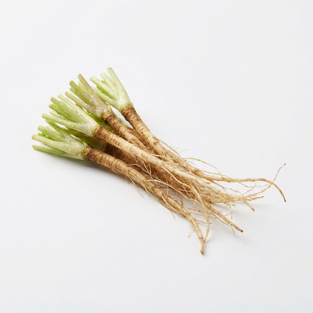 Coriander Root