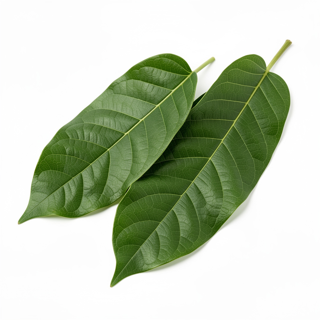Morinda Leaf